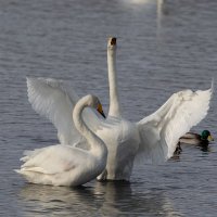 Он и она...Определите?..Лебеди-кликуны :: владимир 