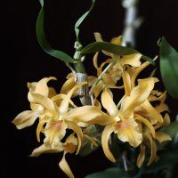 Дендробиум :: Александр Ш