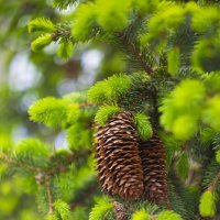 *** :: Яна Горбунова