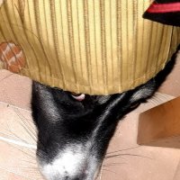 КУ-КУ :: Дмитрий (Горыныч) Симагин