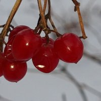 Калина красная, калина зимняя :: Дмитрий (Горыныч) Симагин