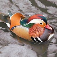 Самец мандаринки :: Лина 