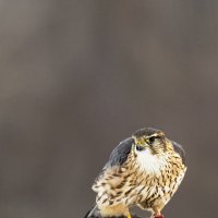 Пустельга :: Валерий Черняк