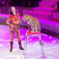 Цирк-2. :: Alex 711402