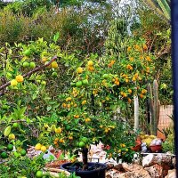 ЦИТРУСОВЫЕ   ДЕРЕВЬЯ :: Анатолий Малобродский