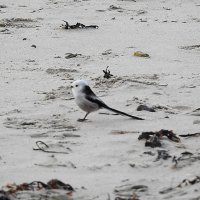 ополовник-длиннохвостая синица :: ИННА ПОРОХОВА