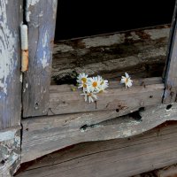 Старый дом :: victor Lion