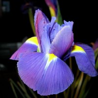 КРАСАВЧИК.... :: Татьяна Касьяненко