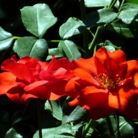 розы :: Наталья 