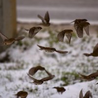 Воробьиный переполох! :: Юрий Полторыхин.