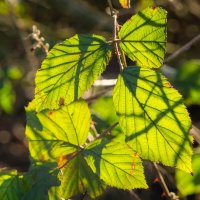 Этюд с листьями ежевики... :: Николай Гирш