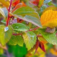 ***хрустальная капелька*** :: Olga Oskolkova