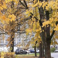 Осень 2025. Октябрь :: Наталья Герасимова