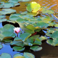 Кувшинки раскрываются :: Леонид 