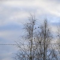 Прилетели свиристели :: Валерий Иванович
