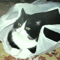 Залез в пакет :: Людмила Смородинская Залез в пакет :: Людмила Смородинская