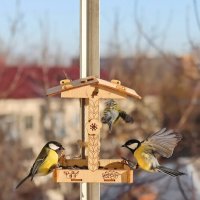 Суета. :: Татьяна Бравая