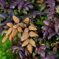 Вспоминая Осень... :: Николай Саржанов Вспоминая Осень... :: Николай Саржанов