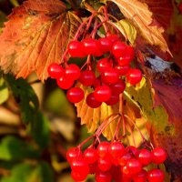 Очень красная калина. :: nadyasilyuk Вознюк