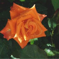 Оранжевая   Флорибунда :: Валентин Семчишин