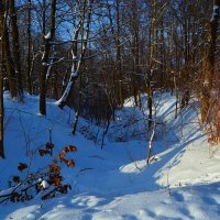 Новочебоксарск. Овраг Ельниковской рощи зимой. :: Пётр Чернега