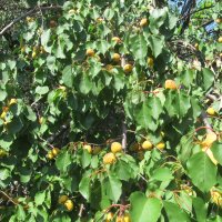 Урожай :: Елена Шаламова