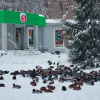 Пятёрочка прокормит :: Надежда 