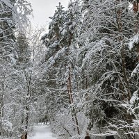 деревья в снегу :: Владимир 