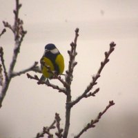 А, на дубу - лучше ! :: Юрий Куликов