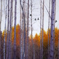 В декабрьском пожаре :: liudmila drake