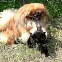 Попался... :: Светлана Ищенко