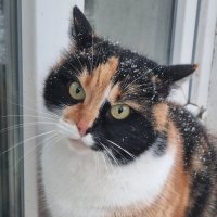 Бася хочет домой :: Наталья 