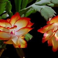 *** :: Игорь Kуленко