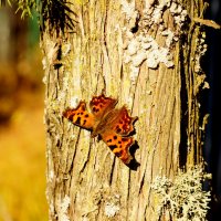 опять про бабочек...242 :: Александр Прокудин