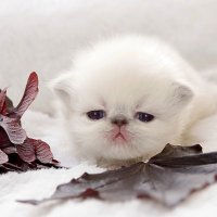 Малютка. :: Светлана Ищенко