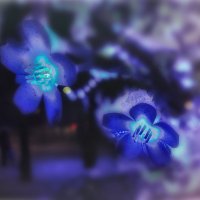 Гирлянды и люди.. :: AZ east3