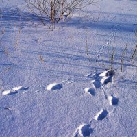 Сова скогтила полевку на снегу! :: Владимир Сова скогтила полевку на снегу! :: Владимир