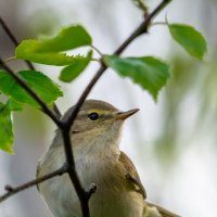 Пеночка-теньковка :: Владимир Лазарев