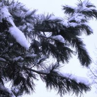 Кедровая ветка :: Людмила Смородинская