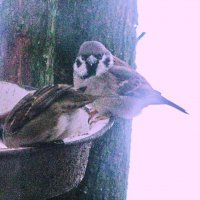 Так хочется есть :: Людмила Смородинская