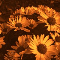 Цветы :: Victoria Цветы :: Victoria