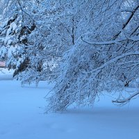 Под снеговой тяжестью :: Татьяна Лютаева Под снеговой тяжестью :: Татьяна Лютаева