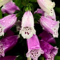 Цветы ушедшего лета :: Юрий. Шмаков