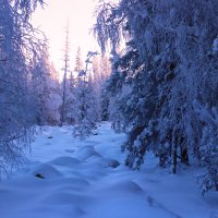 Прогулки по зимнему лесу :: Галина Ильясова