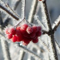 Замороженная. :: nadyasilyuk Вознюк