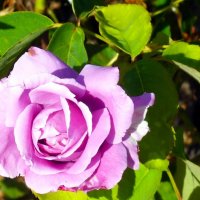 Роза :: Наталья 