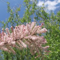 июнь :: Елена Шаламова