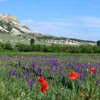 Природа Крыма :: Amazing Cosmea