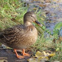 Кряква :: Рита Симонова