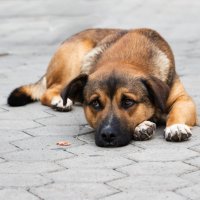 грустный пес :: navalon M